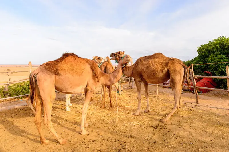 What is the Best Dubai Desert Safari?